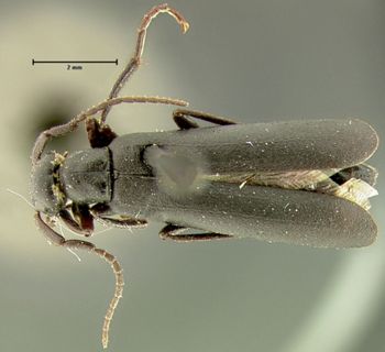 Media type: image;   Entomology 24297 Aspect: habitus dorsal view